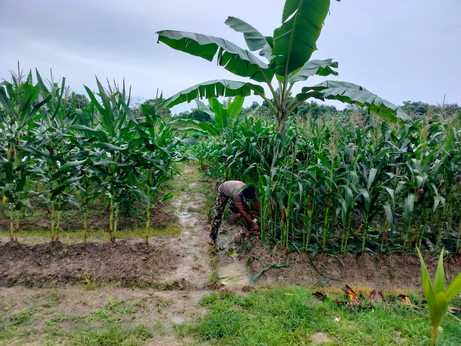 Dukung Ketahanan Pangan, Personel Brimob Samarinda Lakukan Perawatan Rutin di Pekarangan Pangan Lestari