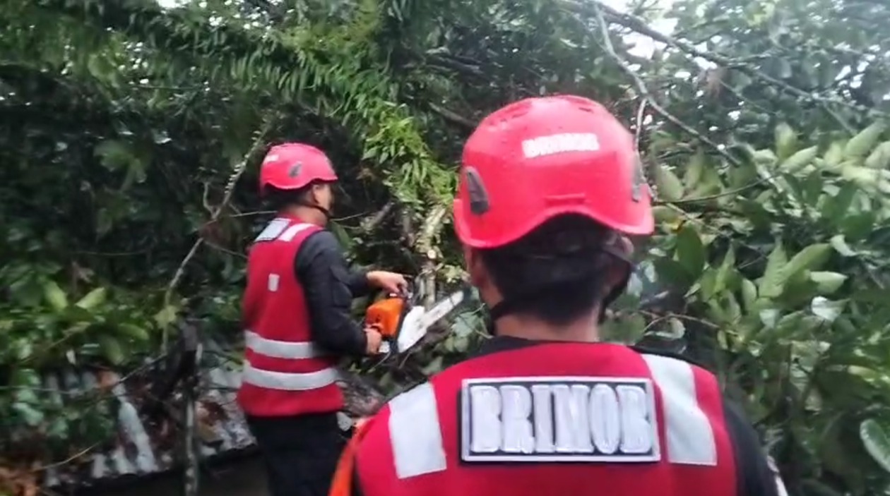 Tim Respon Bencana Satbrimob Polda Kaltim Tangani Pohon Tumbang di Balikpapan Utara