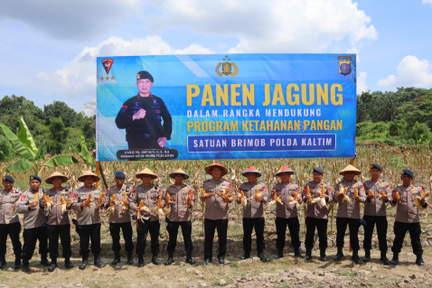 Dansat Brimob Hadiri Panen Jagung di Food Estate Brimob Samarinda, Dukung Ketahanan Pangan Nasional
