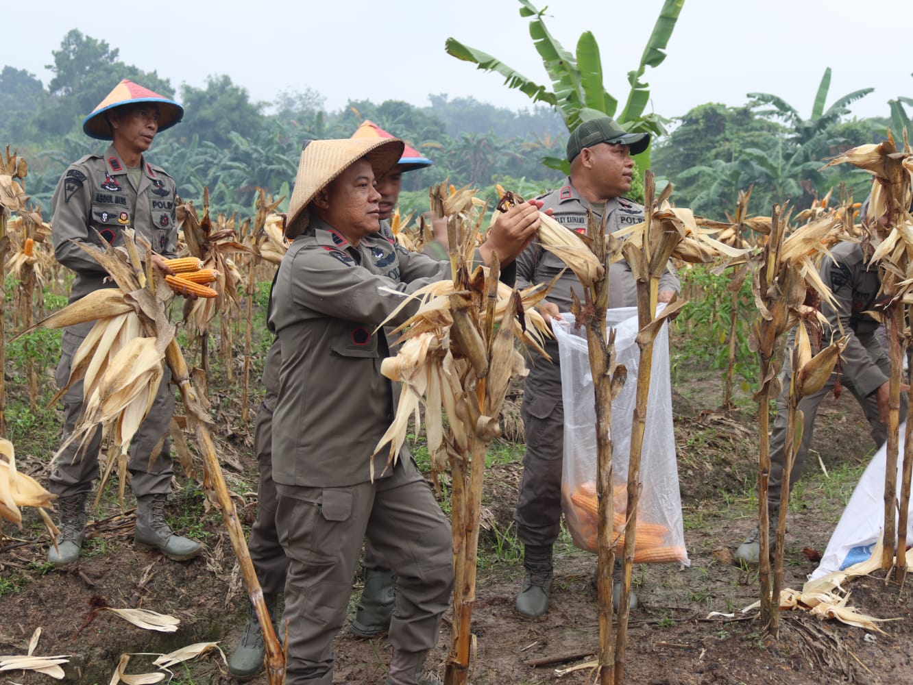 Dukung Ketahanan Pangan 2026, Batalyon B Pelopor Brimob Kaltim Sukses Panen Jagung di Lahan P2L