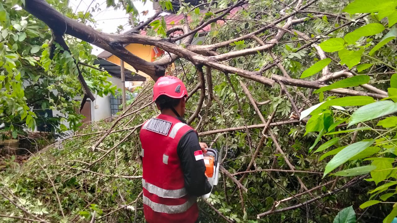 Brimob Evakuasi Pohon Tumbang Akibat Terjangan Hujan Deras di Martadinata Balikpapan